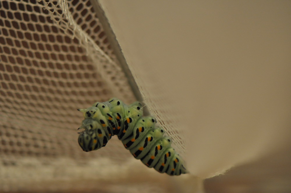bruco, e protuberanze sconosciute - Papilio machaon